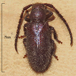 Sophronica carbonaria